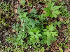Hydrophyllum tenuipes