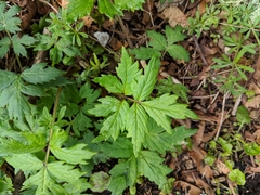 Hydrophyllum tenuipes