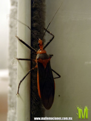 Repipta fuscipes