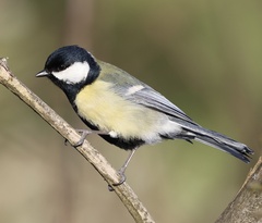 Great Tit photo 5