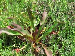 Limonium californicum