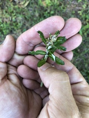 Gamochaeta chionesthes