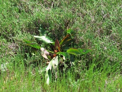 Limonium californicum