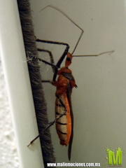 Repipta fuscipes
