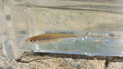 Notropis scepticus