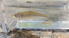 Cyprinella chloristia