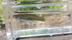 Fundulus lineolatus