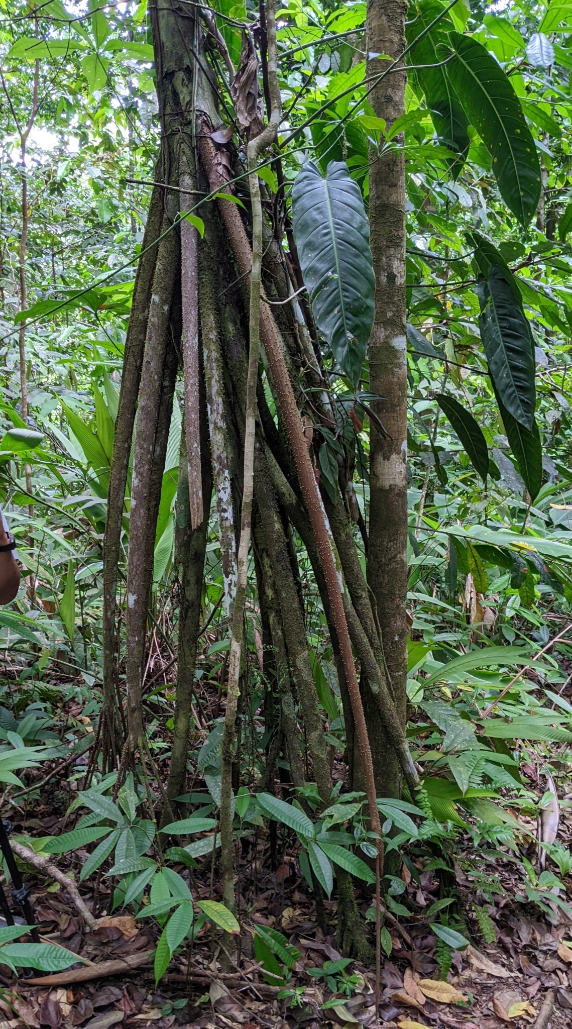 Imagem de Palmeira-rabo-de-peixe