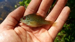 Lepomis marginatus