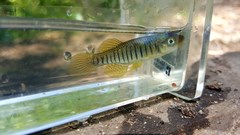 Fundulus lineolatus