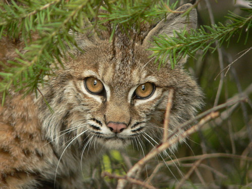 Bobcat photographed in Montana