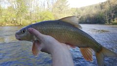 Moxostoma erythrurum