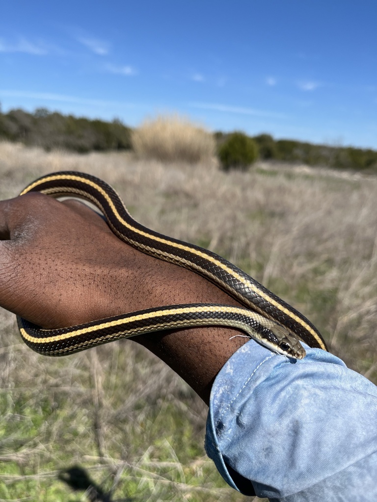 Texas Patch-nosed Snake in February 2024 by Kevin Graham · iNaturalist