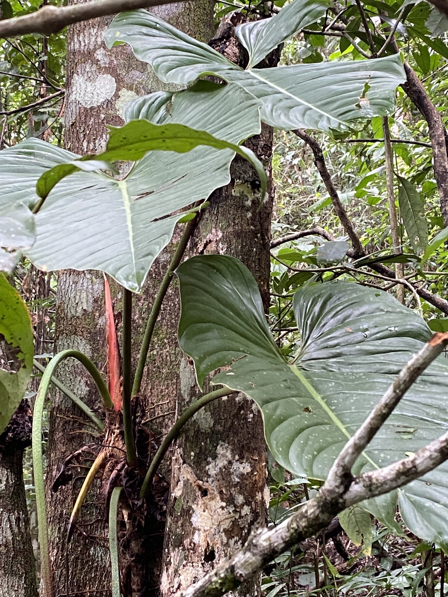 philodendrons (Genus Philodendron)  iNaturalist