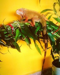Iguana