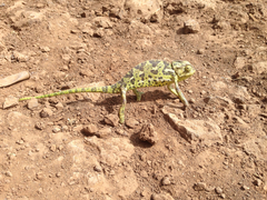 Chamaeleo chamaeleon