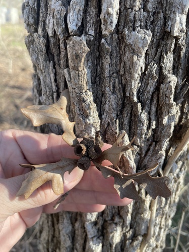 Bottomland post oak