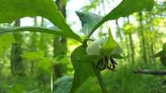 Trillium rugelii