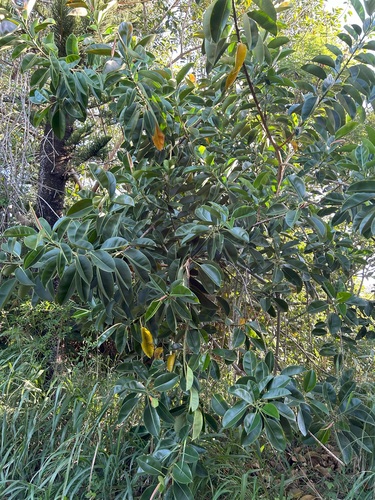 Ficus elastica observed 2024-02-20
