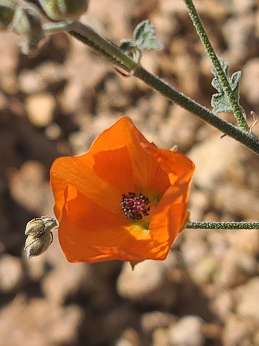 Image of Sphaeralcea laxa by no rights reserved