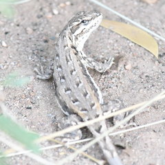 Liolaemus chacoensis