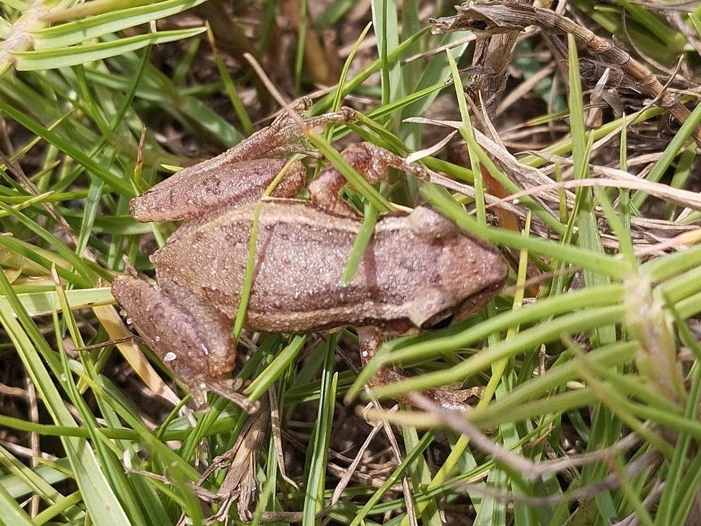 Crubixa Snouted Treefrog (Scinax alter)
