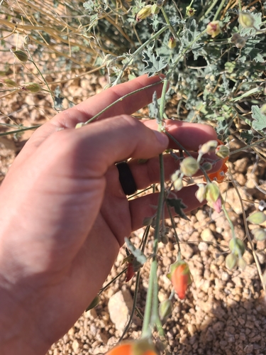 Image of Sphaeralcea laxa by no rights reserved