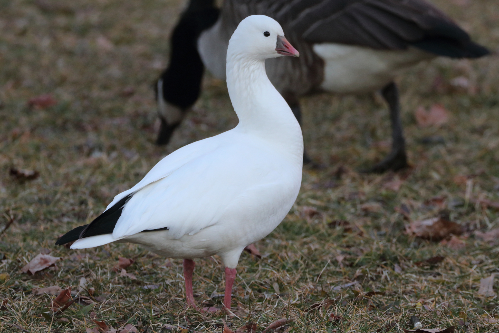 Ross's Goose (Anser rossii)