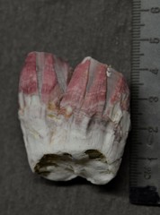 Megabalanus