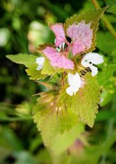 Lamium galactophyllum