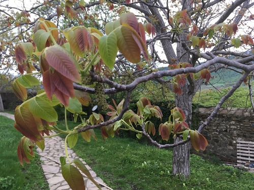 orech (Juglans)
