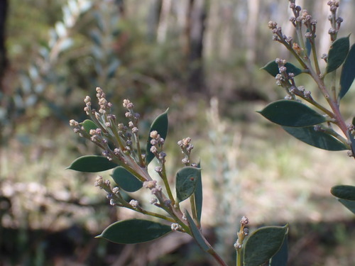 Acacia leucolobia (Acacia leucolobia)