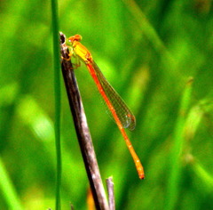 Ceriagrion