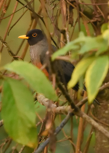 Chestnut-bellied Thrush (Turdus fulviventris), photo 6
