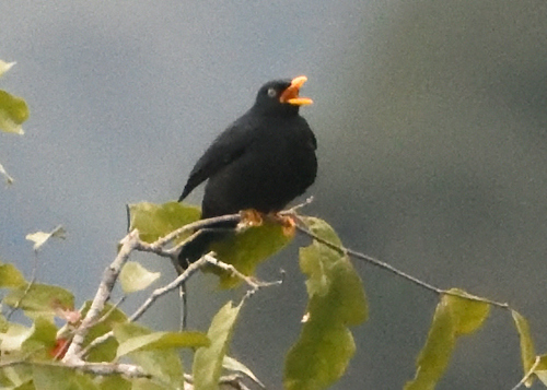 Pale-eyed Thrush (Turdus leucops), photo 3