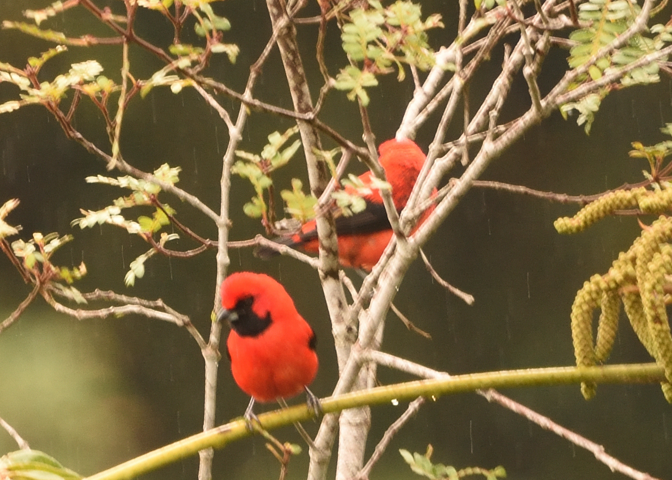 Vermilion Tanager (Calochaetes coccineus), photo 2