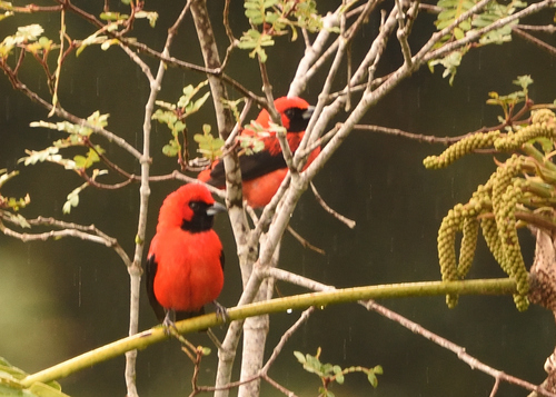 Vermilion Tanager (Calochaetes coccineus), photo 9