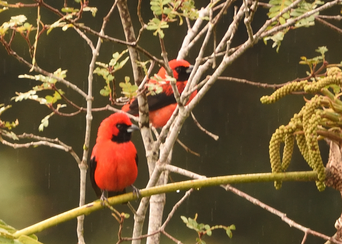 Vermilion Tanager (Calochaetes coccineus), photo 1