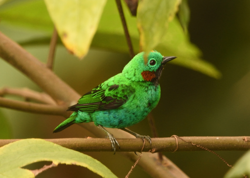 Orange-eared Tanager (Chlorochrysa calliparaea), photo 6