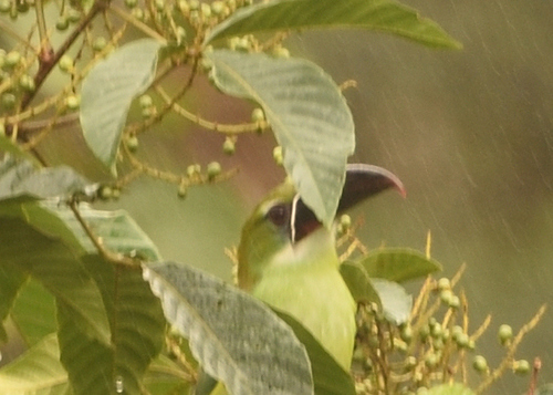 Chestnut-tipped Toucanet (Aulacorhynchus derbianus), photo 5