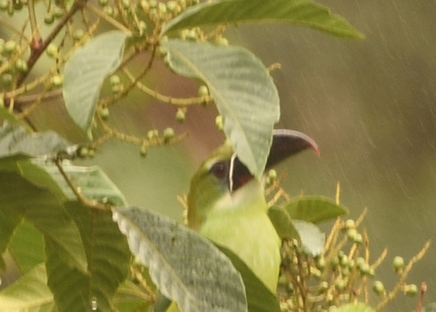 Chestnut-tipped Toucanet (Aulacorhynchus derbianus), photo 5