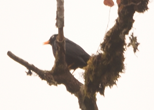 Pale-eyed Thrush (Turdus leucops), photo 6