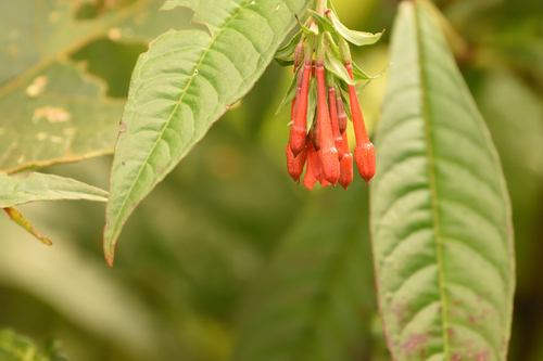 Fuchsia orientalis (Fuchsia orientalis)