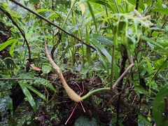 Philodendron verrucosum image