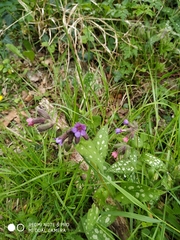 Pulmonaria officinalis