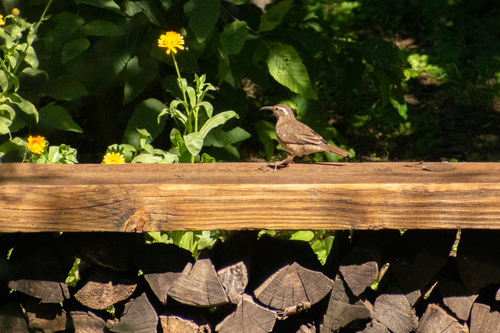 Patagonian Forest Earthcreeper (Upucerthia saturatior), photo 3