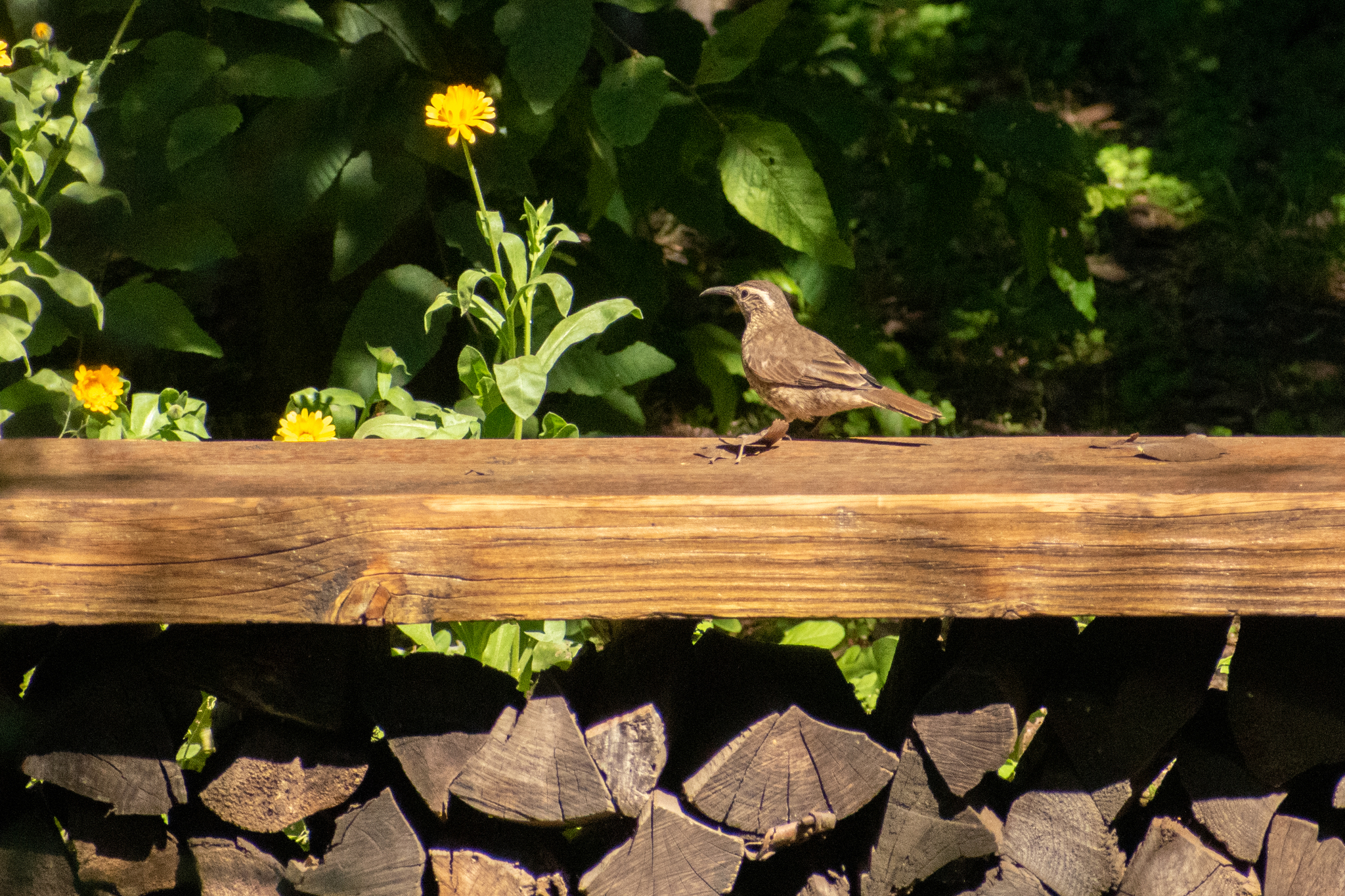 Patagonian Forest Earthcreeper (Upucerthia saturatior), photo 4