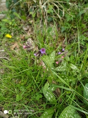 Pulmonaria officinalis