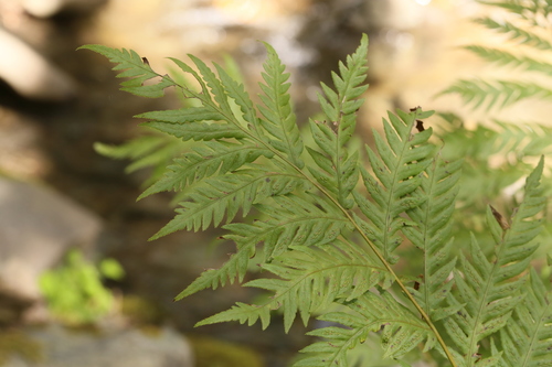 iNaturalist observation photo of giant chain fern