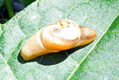 Sheldonia